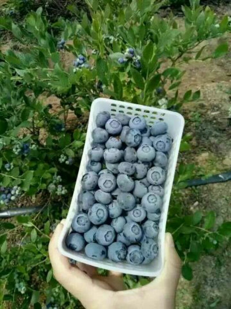 蓝莓8~10mm以上