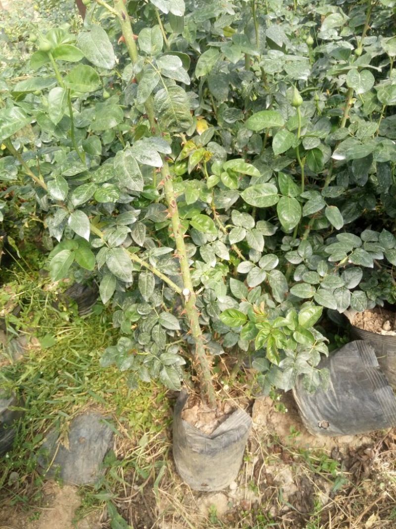 玫瑰盆景，果汁阳台，月季盆栽，花卉绿植，