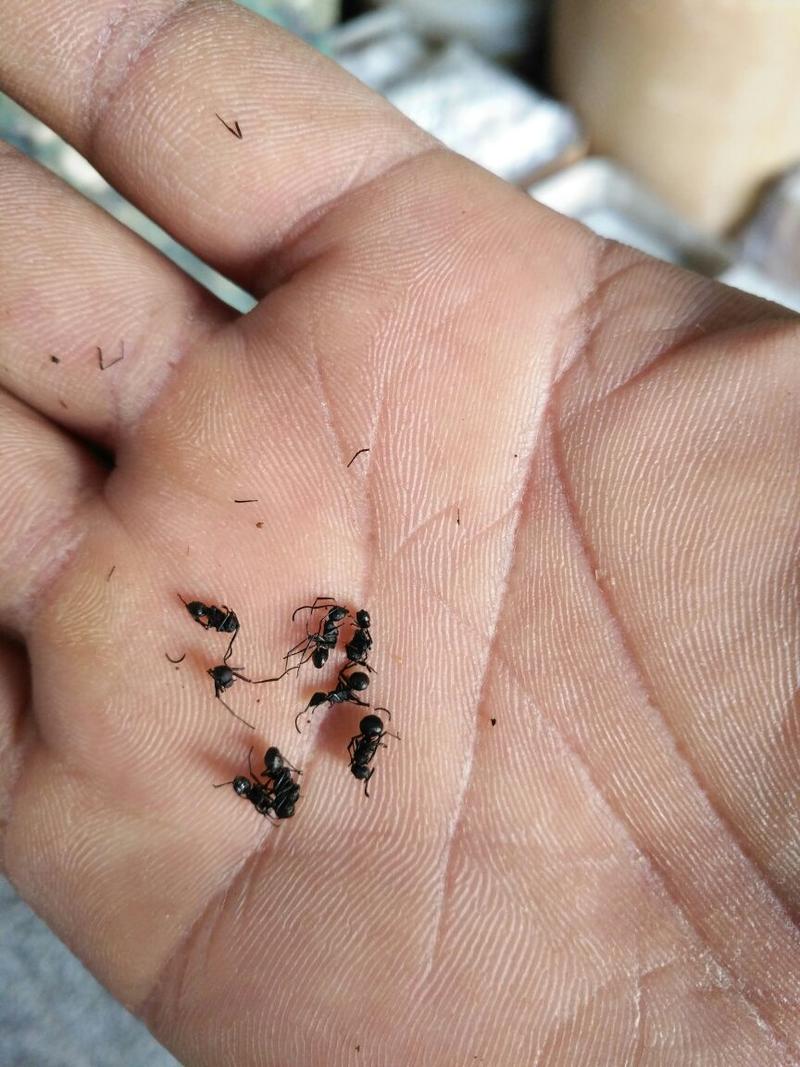 黑蚂蚁1公斤起批无硫无添加不包邮只做正品