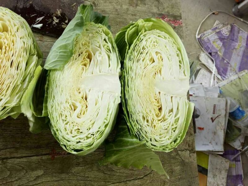 湖北精品圆包菜2~3公斤，欢迎全国采购商来电