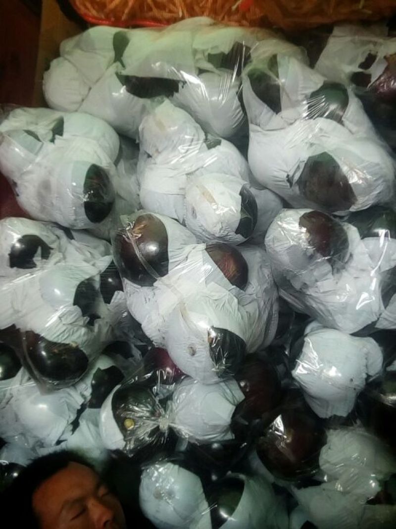 茄子5两以上大量上市