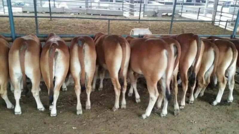 西门塔尔牛犊200~300kg