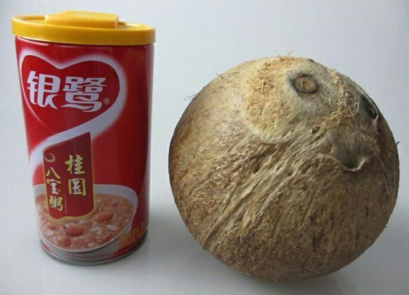 高种椰子1.5~2斤