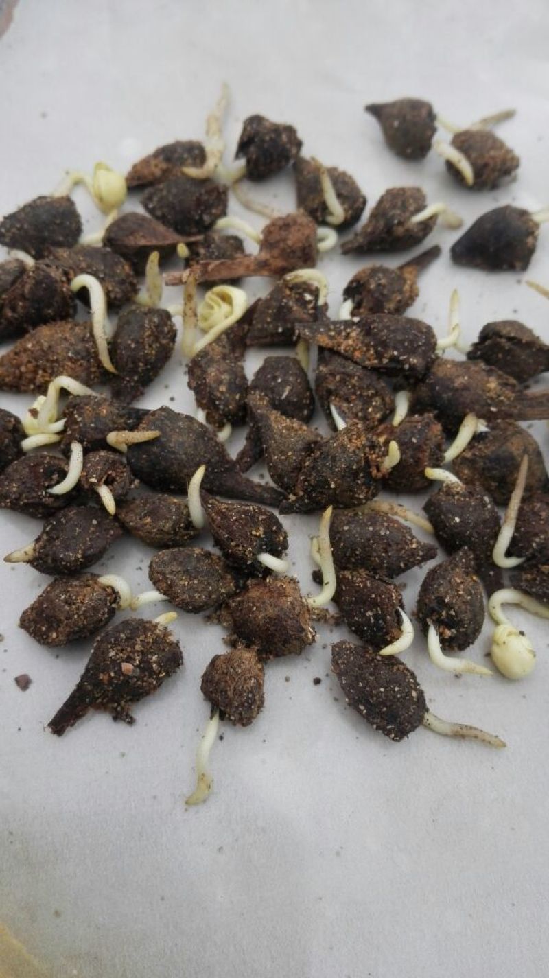 血皮槭种子/中华血皮槭催芽种子/嵩县彩叶花木专业供应