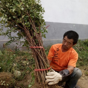 花椒树1公分花椒树苗价格低