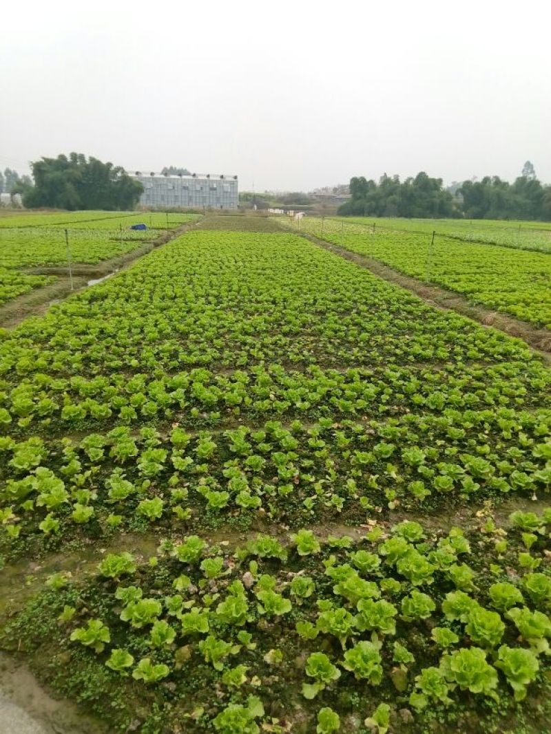 玻璃生菜5两~6两