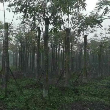 栾树