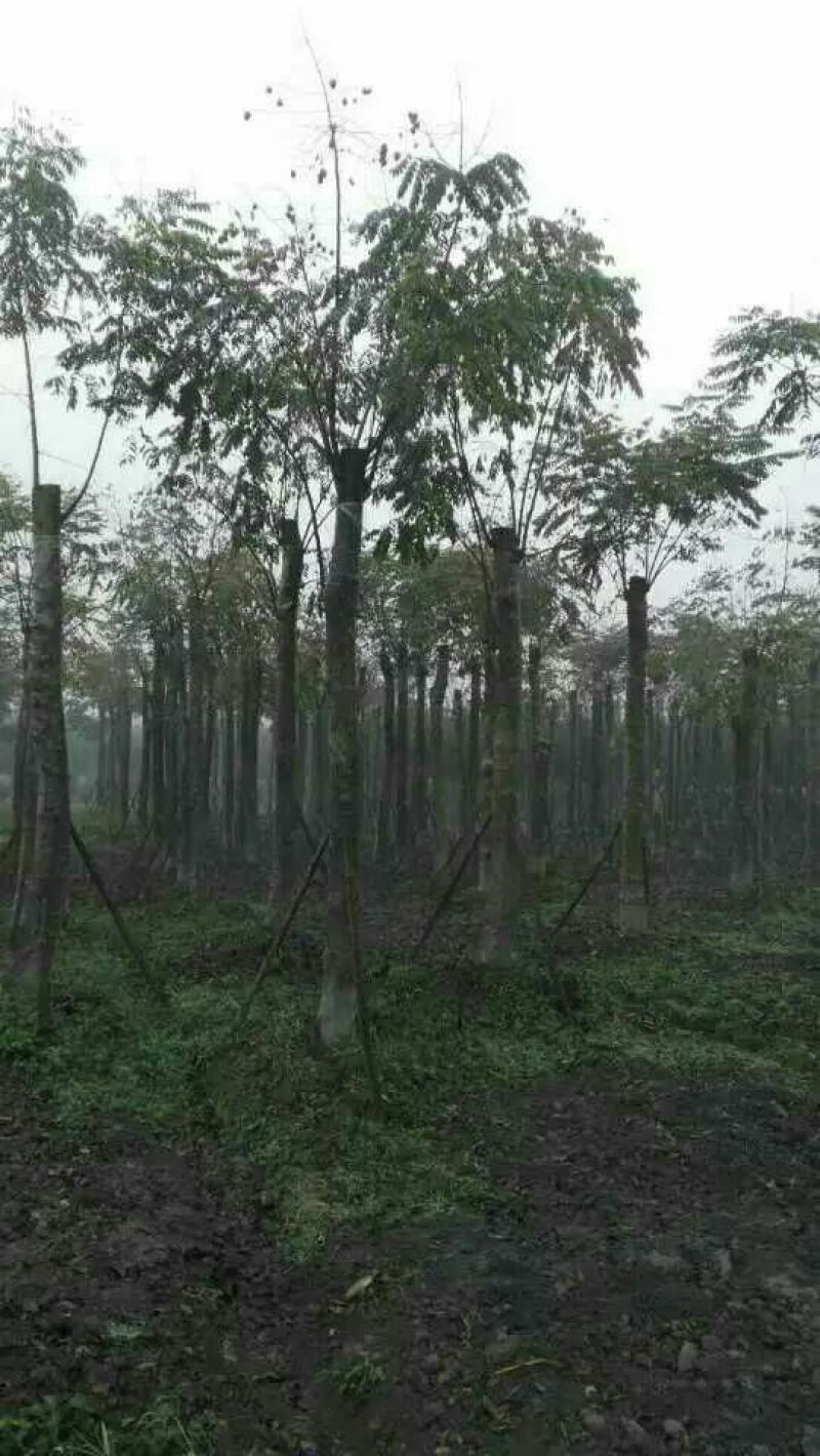 栾树