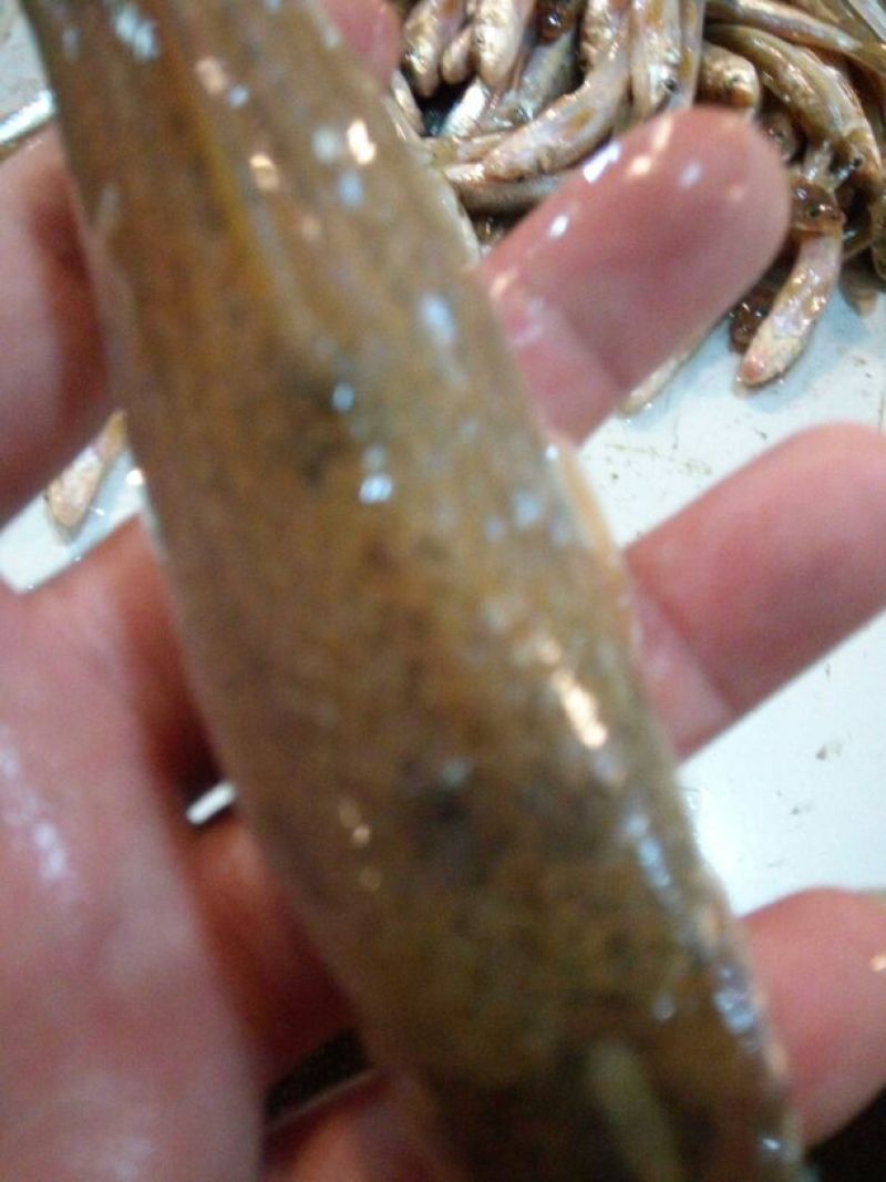 翘嘴白