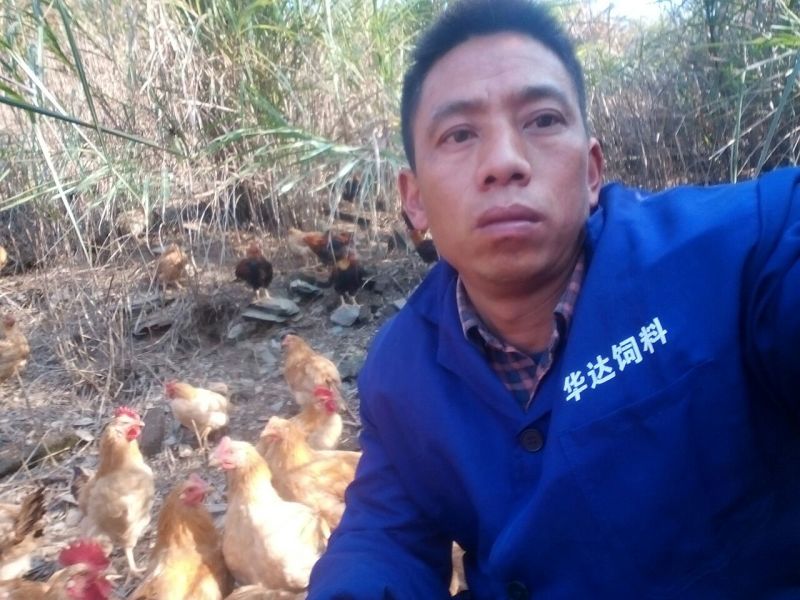 三黄鸡6月以下