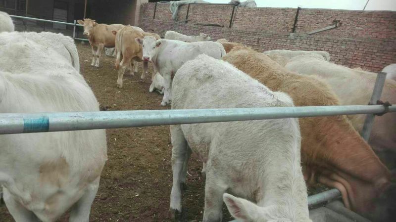 优质夏洛莱大小公母肉牛犊，合作社售肉牛犊