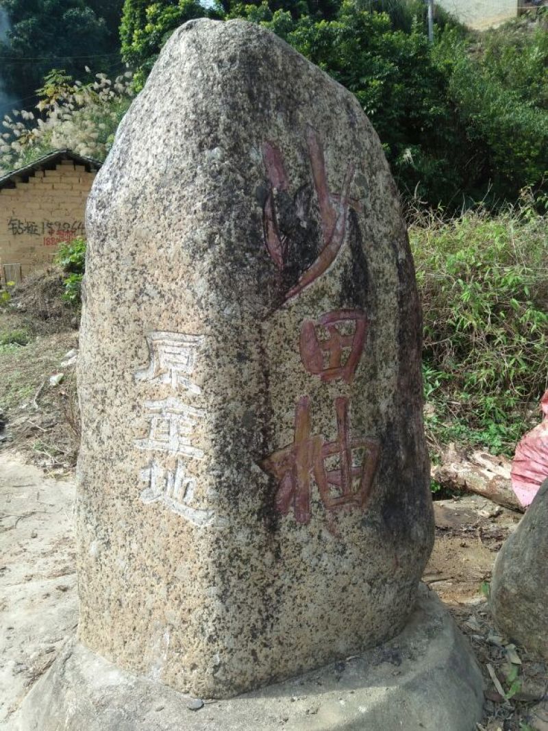 桔子树30~50cm