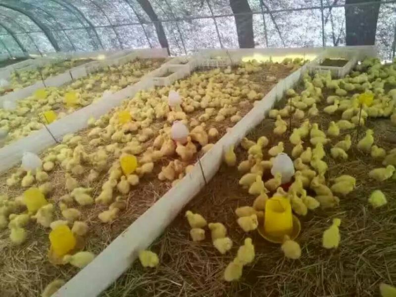 狮头鹅苗250g以下