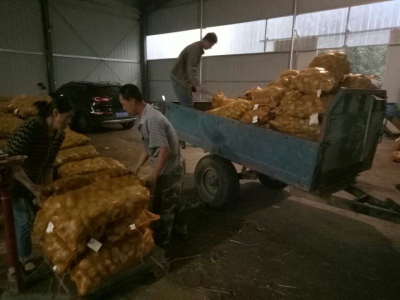 荷兰十五土豆种子一级种薯
