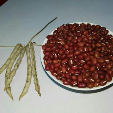 红小豆袋装