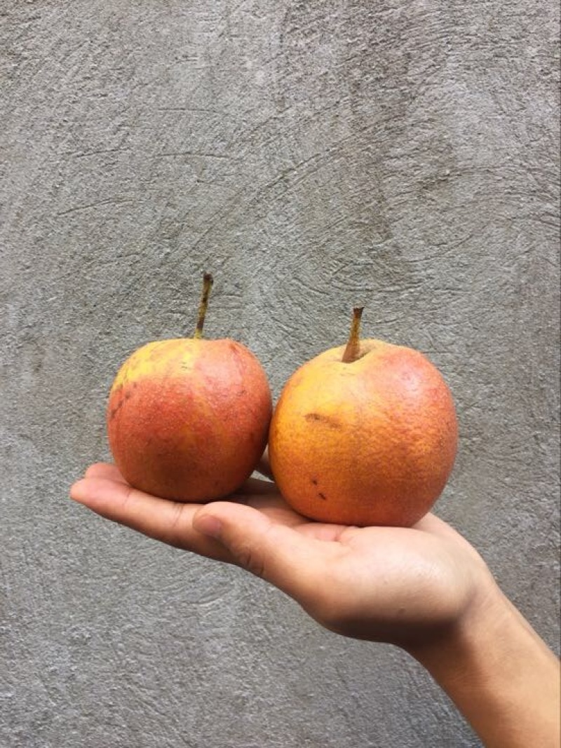 红梨