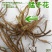 黄花菜种苗--猛子花