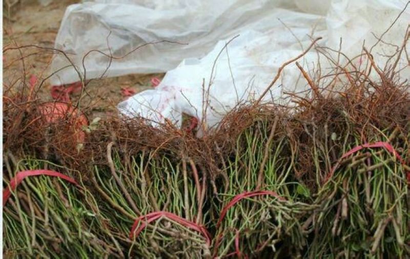 蔷薇花苗圃直销规格齐全价格优无中介