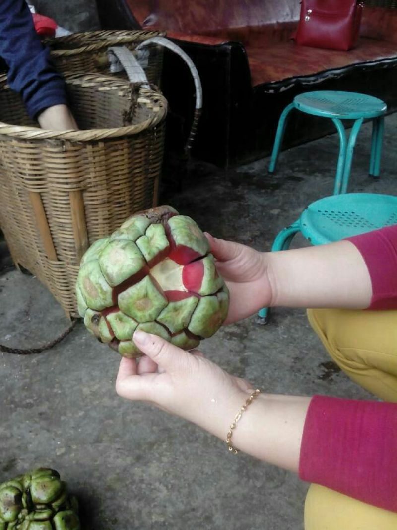 布福娜