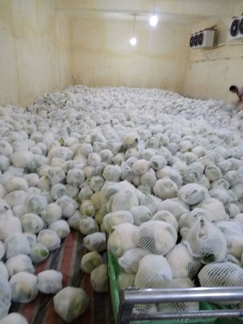 白花菜花1斤紧密乳白