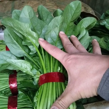 越冬菠菜20~25厘米