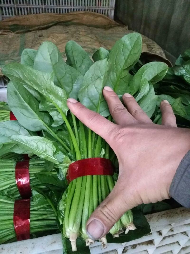 越冬菠菜20~25厘米