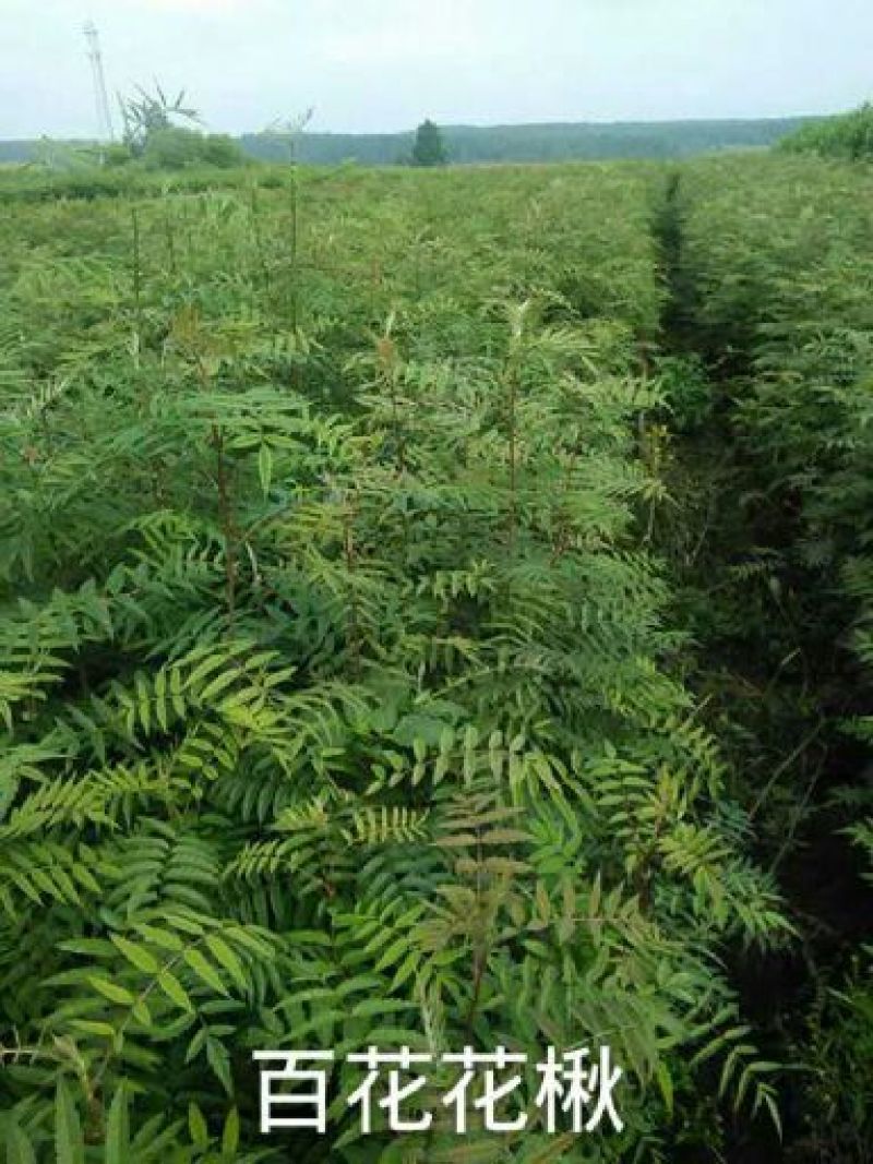 花楸苗白桦花楸水榆花楸，花楸树苗乡土彩叶苗木