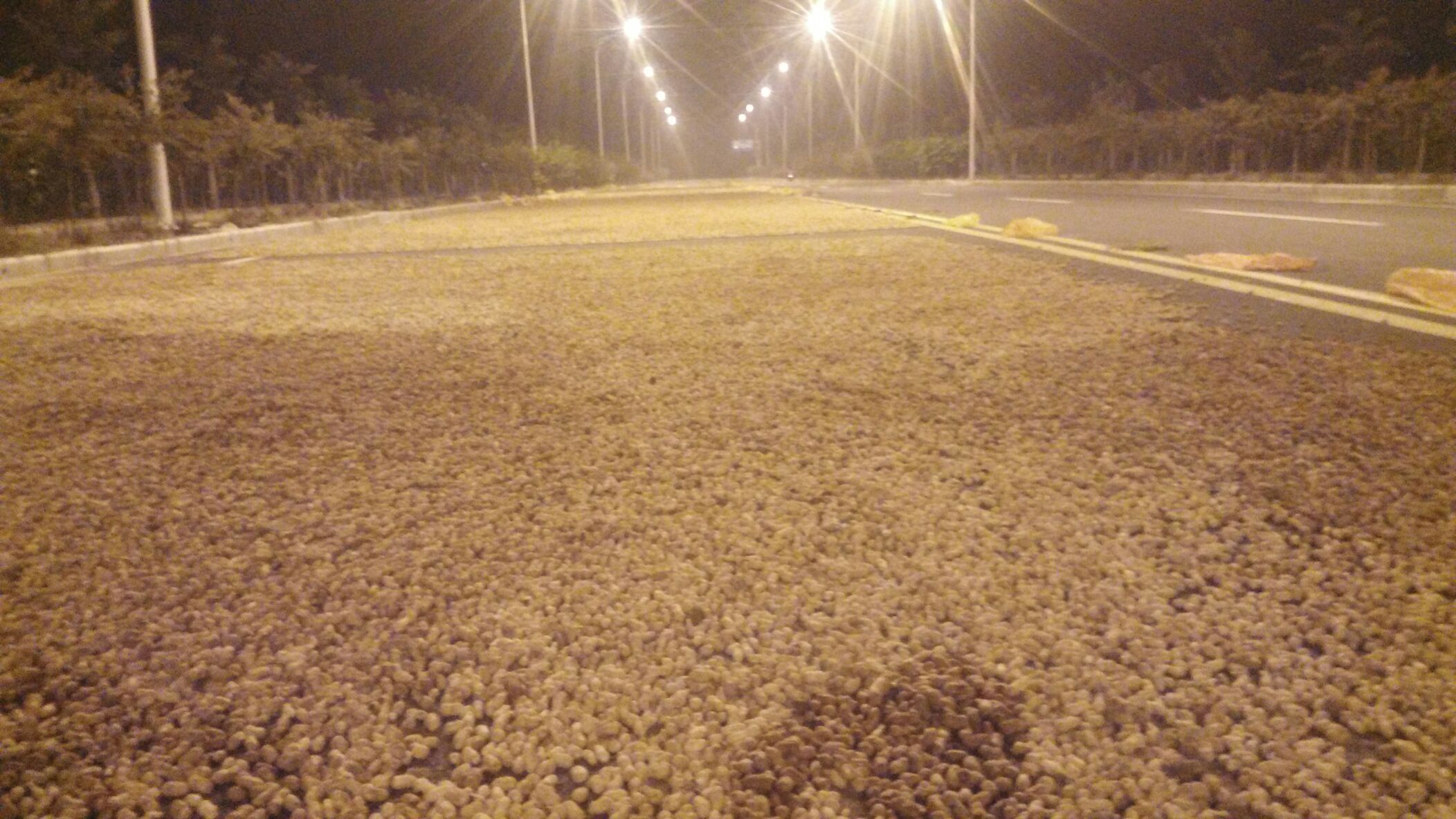 河南平顶山市叶县花生 干货 带壳批发_马昭阳