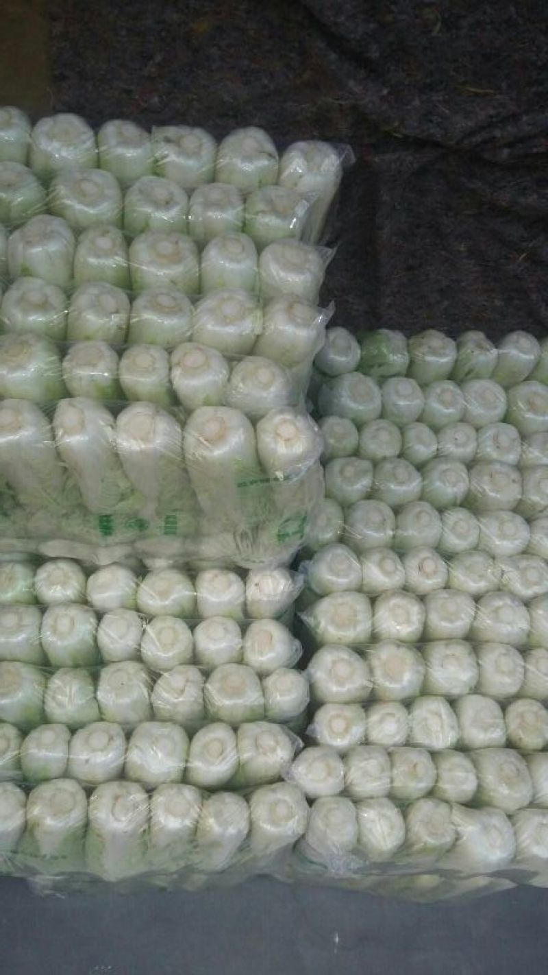 山东白菜，北京新三号白菜，4~6斤净菜大量供应，欢迎致电