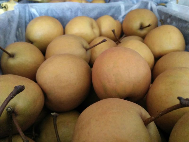 金翠香梨150~200g60mm以上母