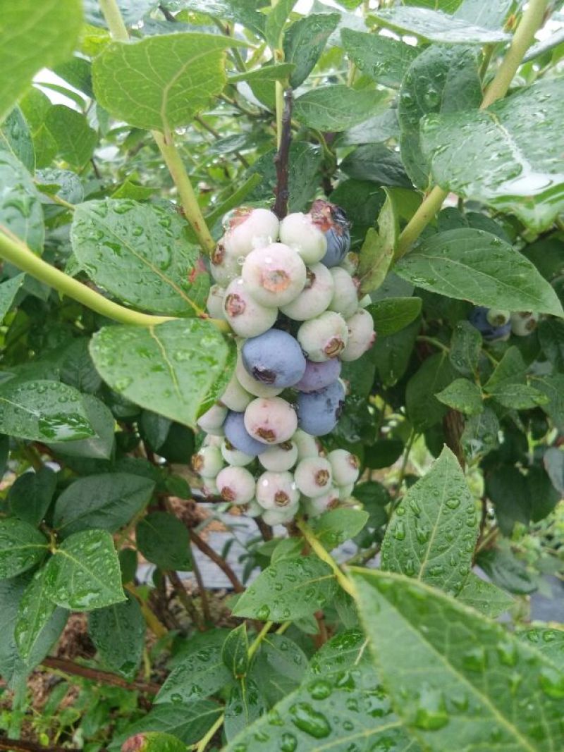 蓝莓12~14mm以上