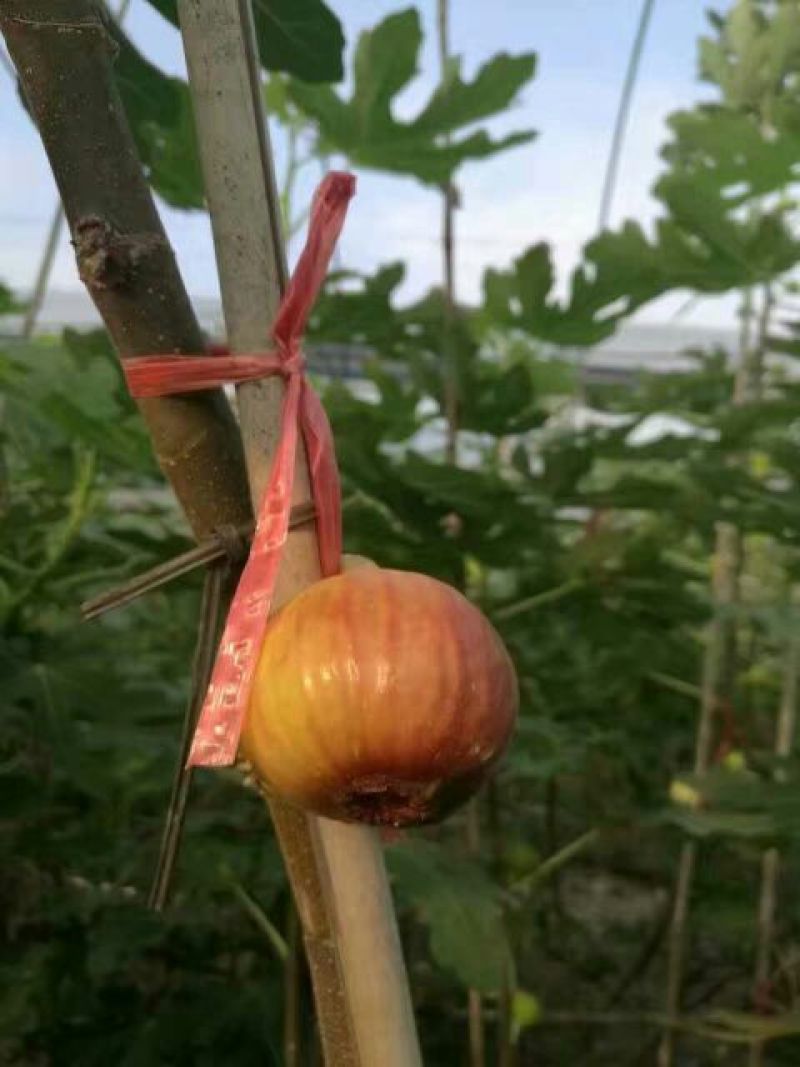 无花果树10cm以下
