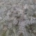 花椒苗1~2年