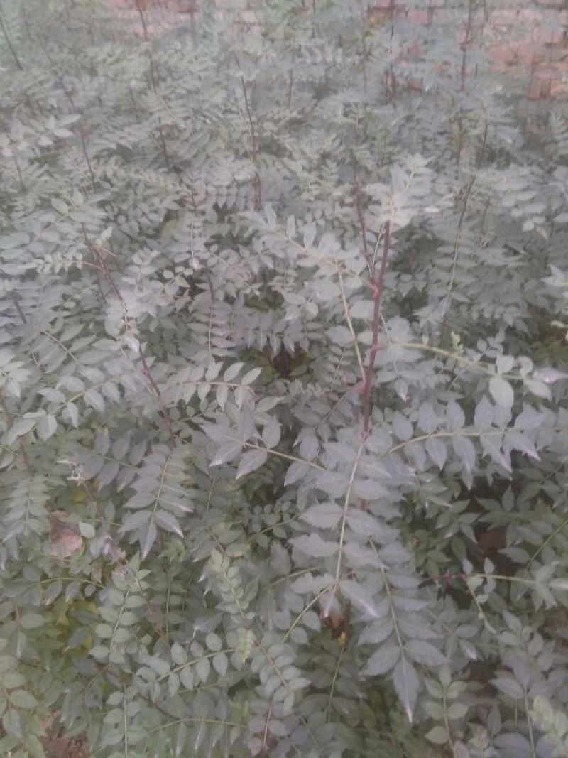 花椒苗1~2年