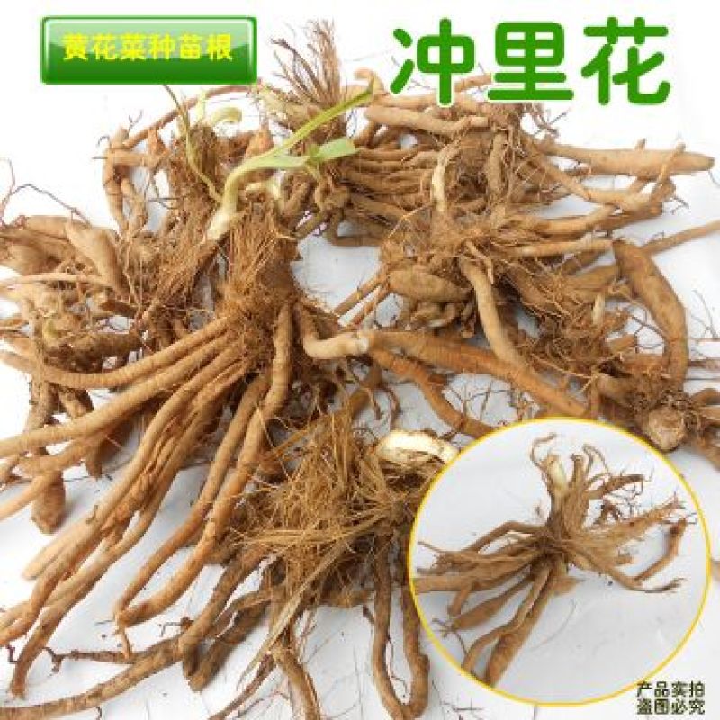 黄花菜种苗--冲里花