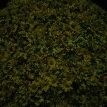 野菊花统货