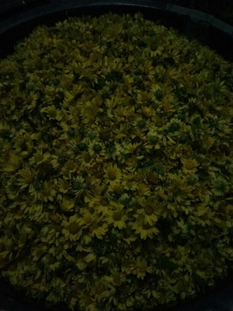 野菊花统货