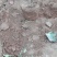 葡萄树30~50cm