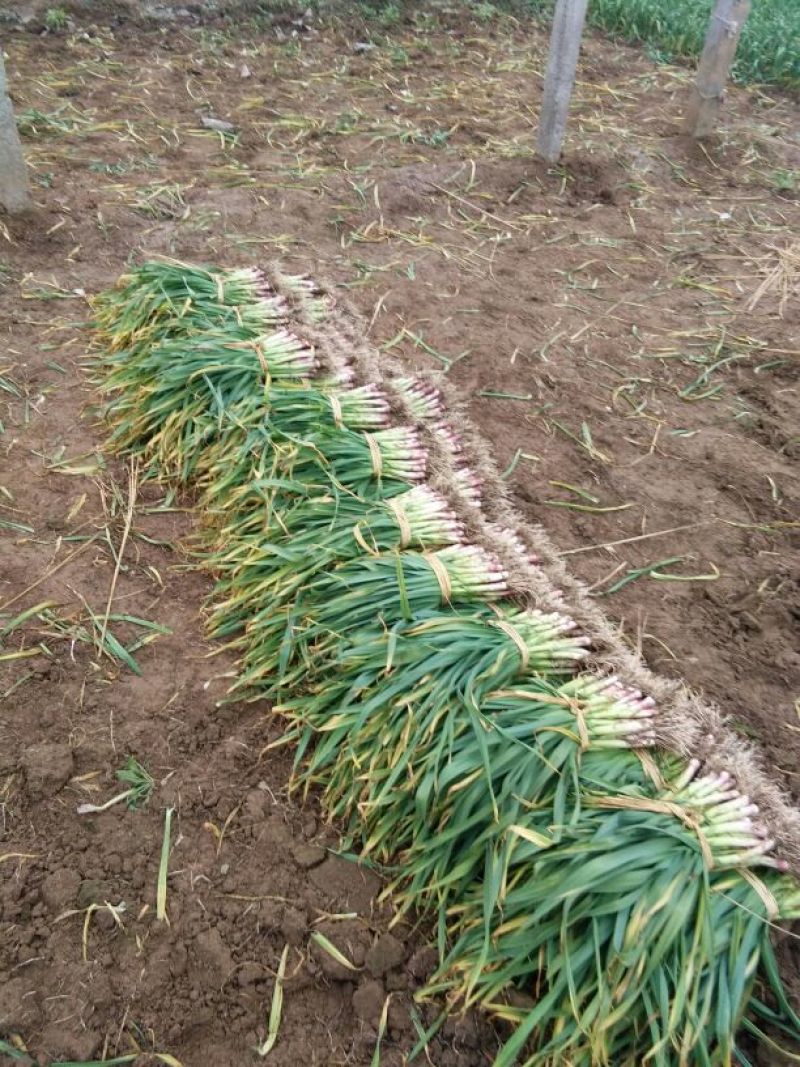 红根蒜苗50~60cm