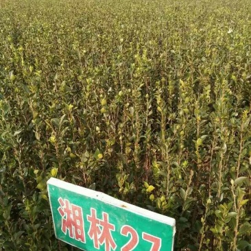 油茶苗