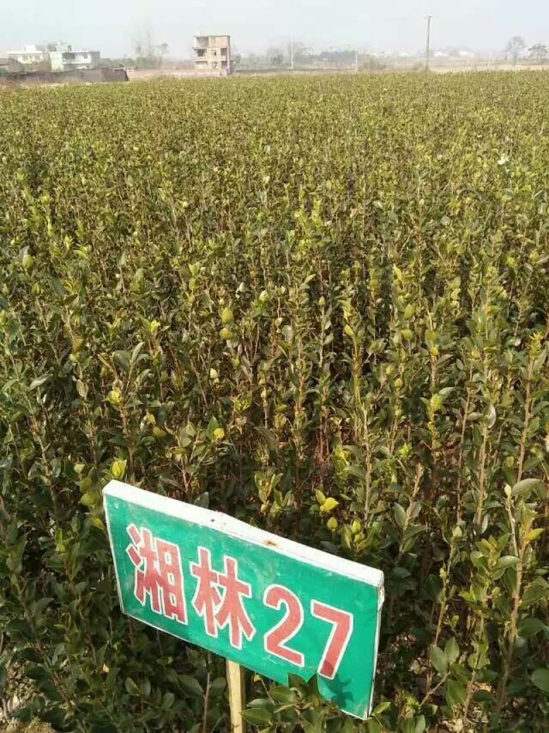 油茶苗