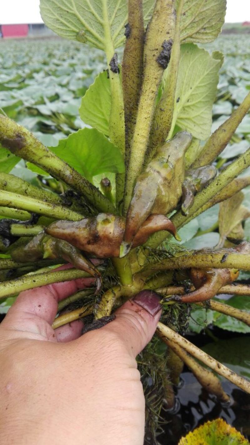 青菱苗优质高产大量供货量大价优