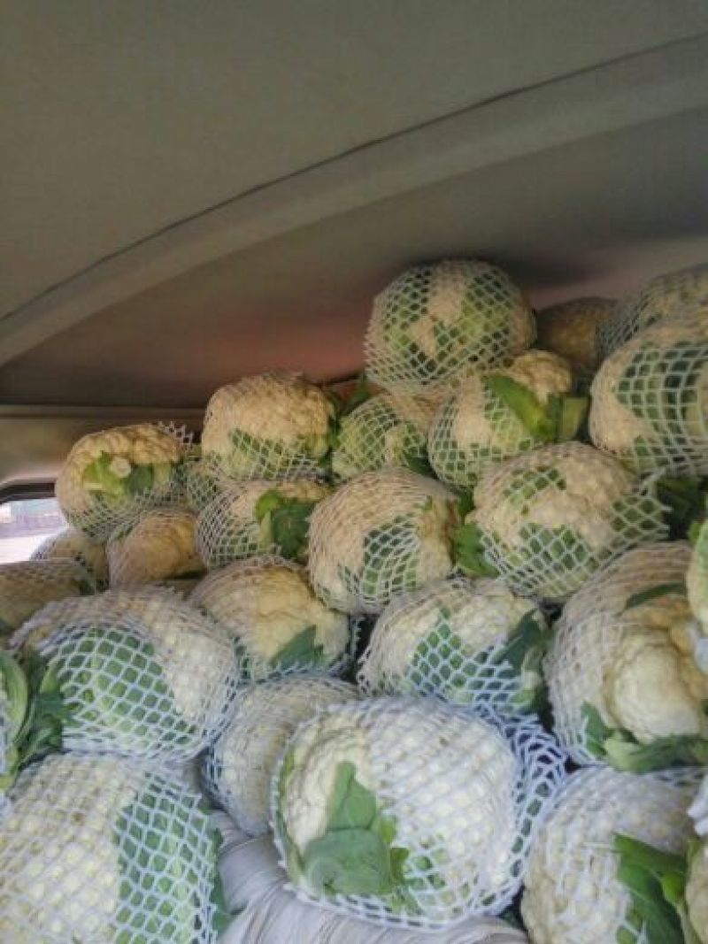 白花菜