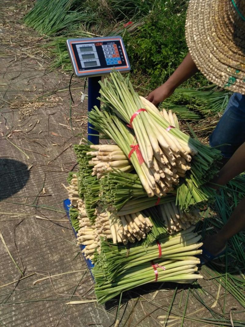 香茅，泰国香茅，越南香茅，基地供货，量大更优惠