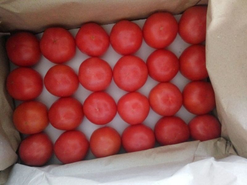 硬粉西红柿硬粉弧二以上