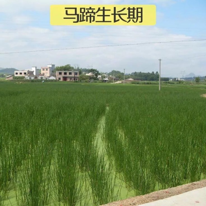 毛马蹄大号