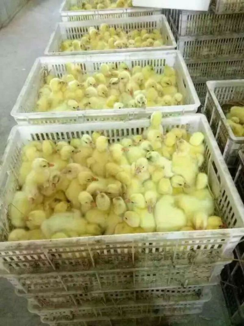 皖西白鹅鹅苗250g
