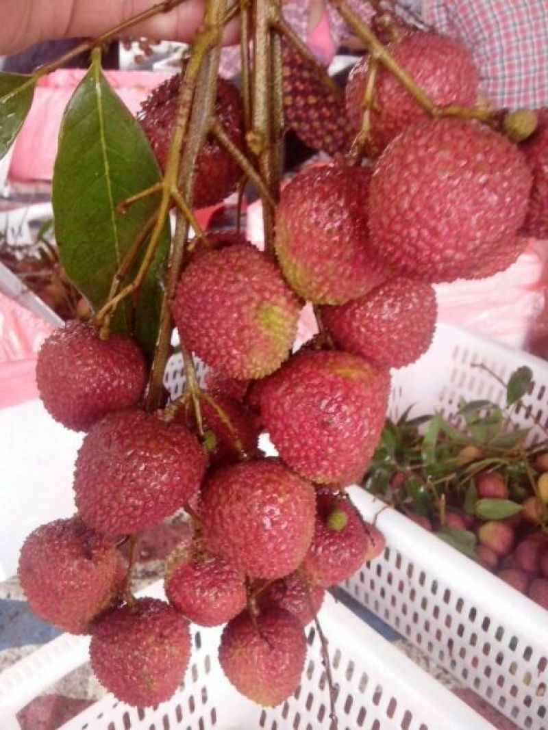 白糖罂荔枝直径2.5cm以上