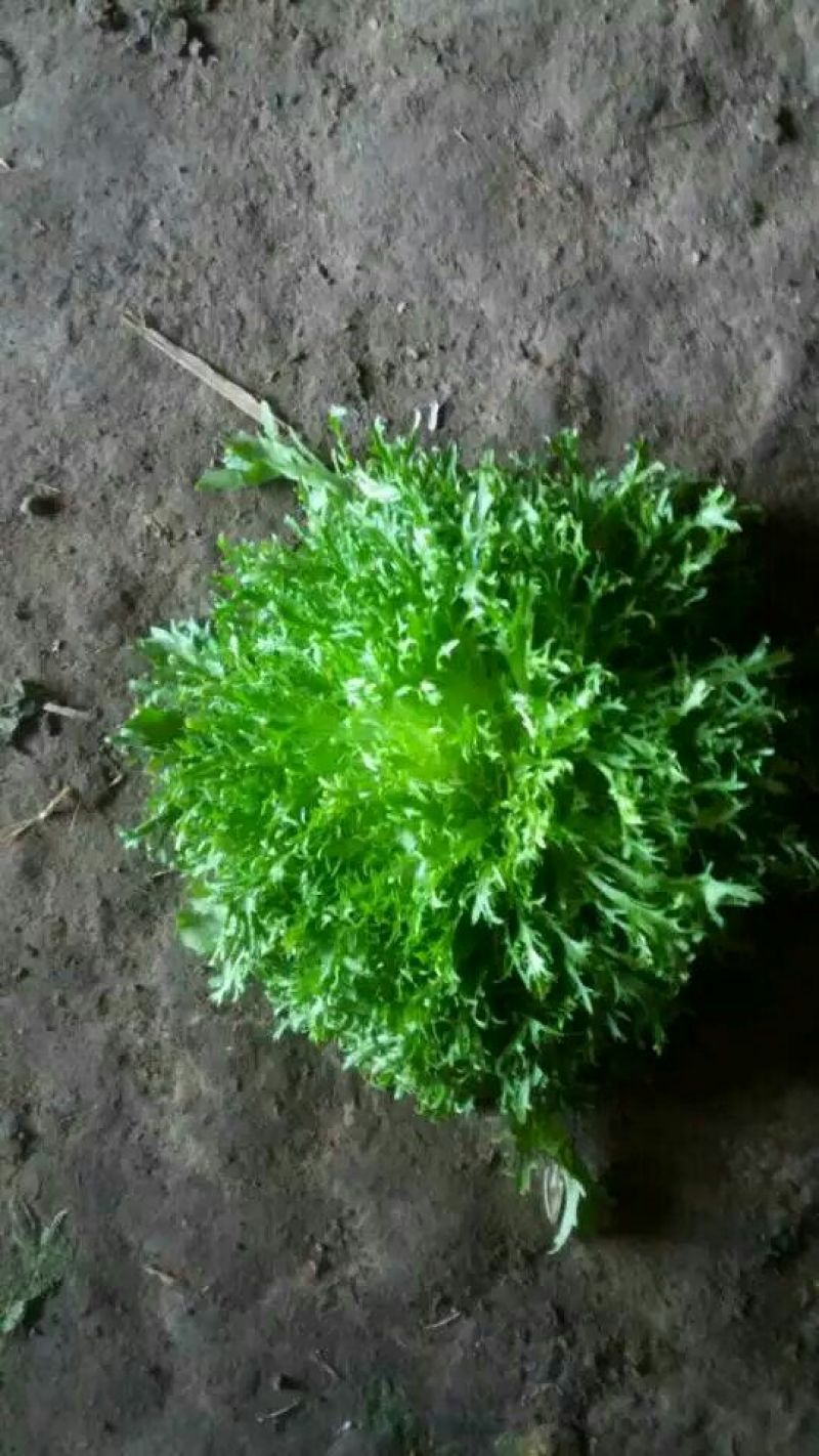 苦苣菜