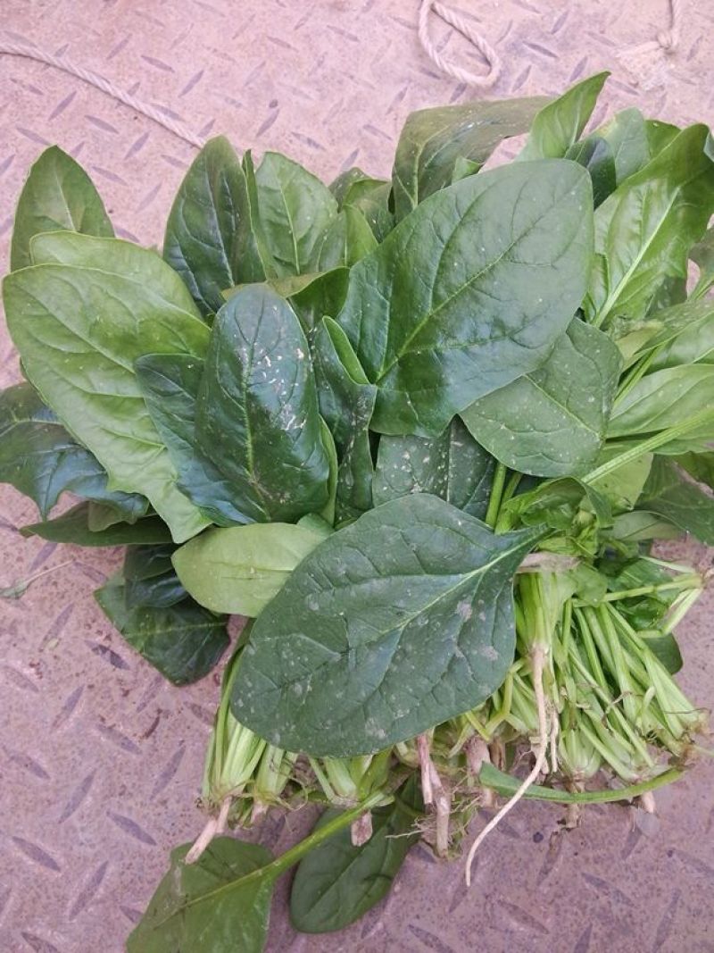 黑叶菠菜20~25厘米